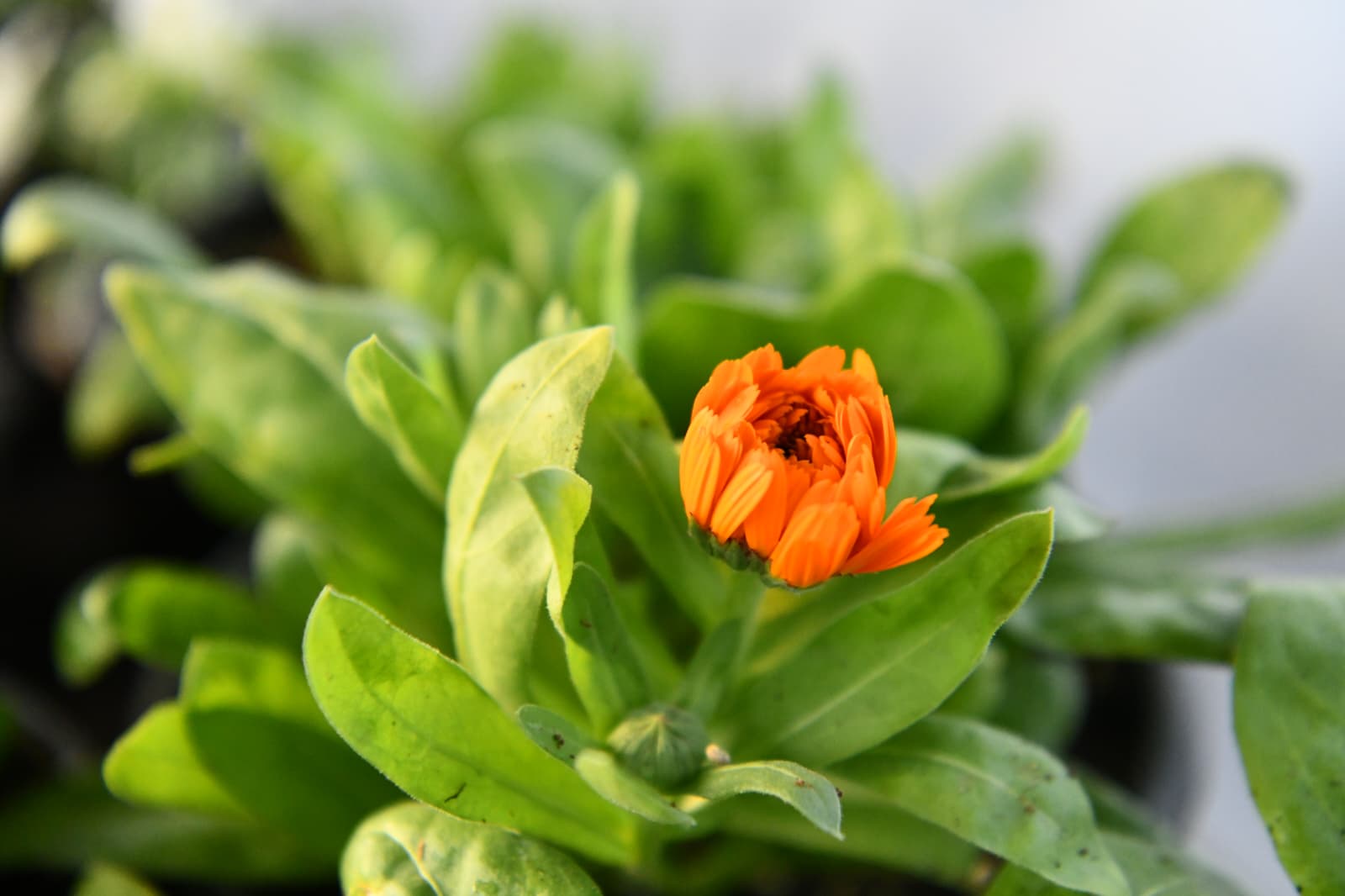 70896515-40c1-4cce-a3fa-0e99a7fe5826