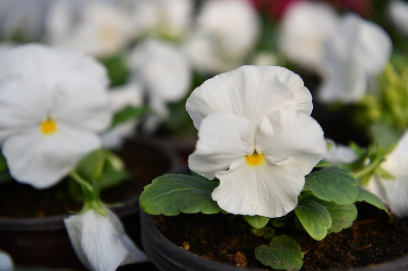 f6b35906-96bb-4c05-8852-b94df852d5f0